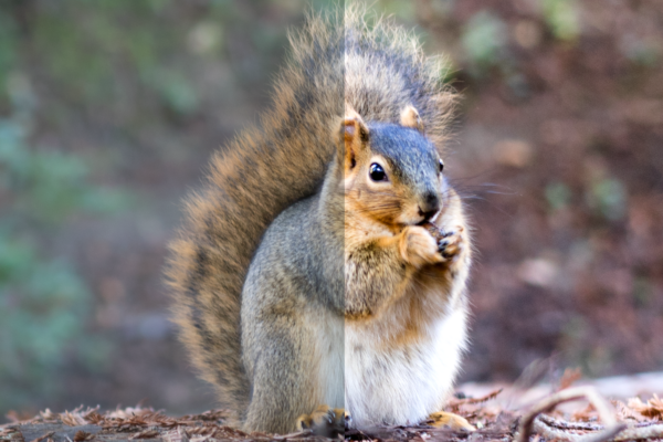 Squirrel Berkeley Art Studio