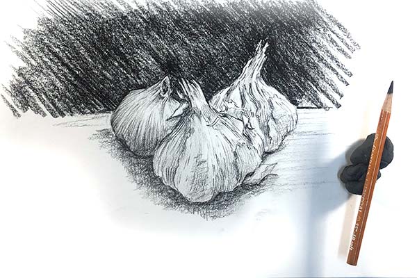 Pencil drawing of garlic