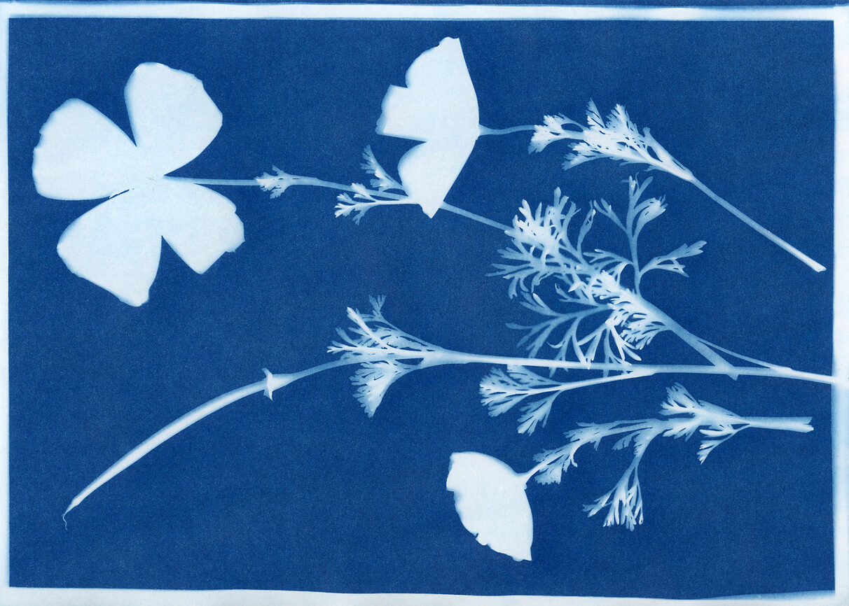 Cyanotype