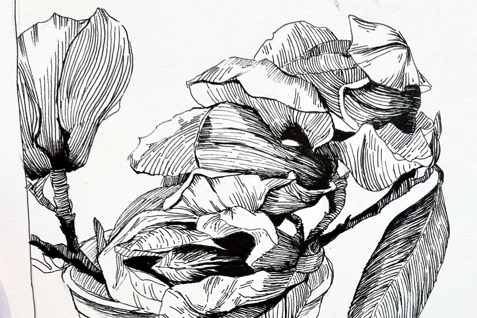 pen and ink