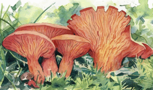 watercolor